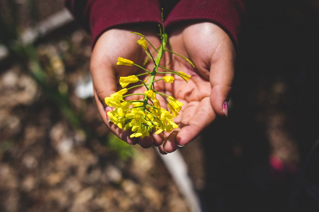 Cupped hands holding out blooming yellow flower.