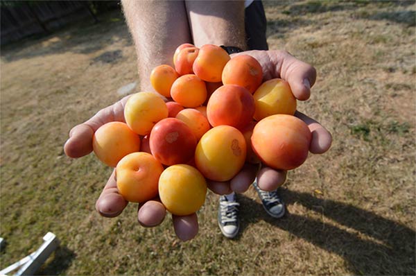 Two hands holding out dozens of ripe orange apricots and golden plums.