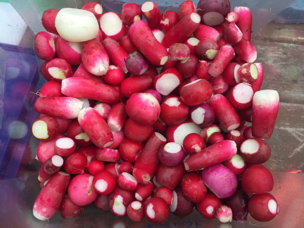 A clear container full of a variety of different sized radishes with their tops and roots cut of.