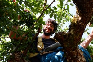 Bearded person smiling down at camera while standing among a lush plum tree ready for picking.