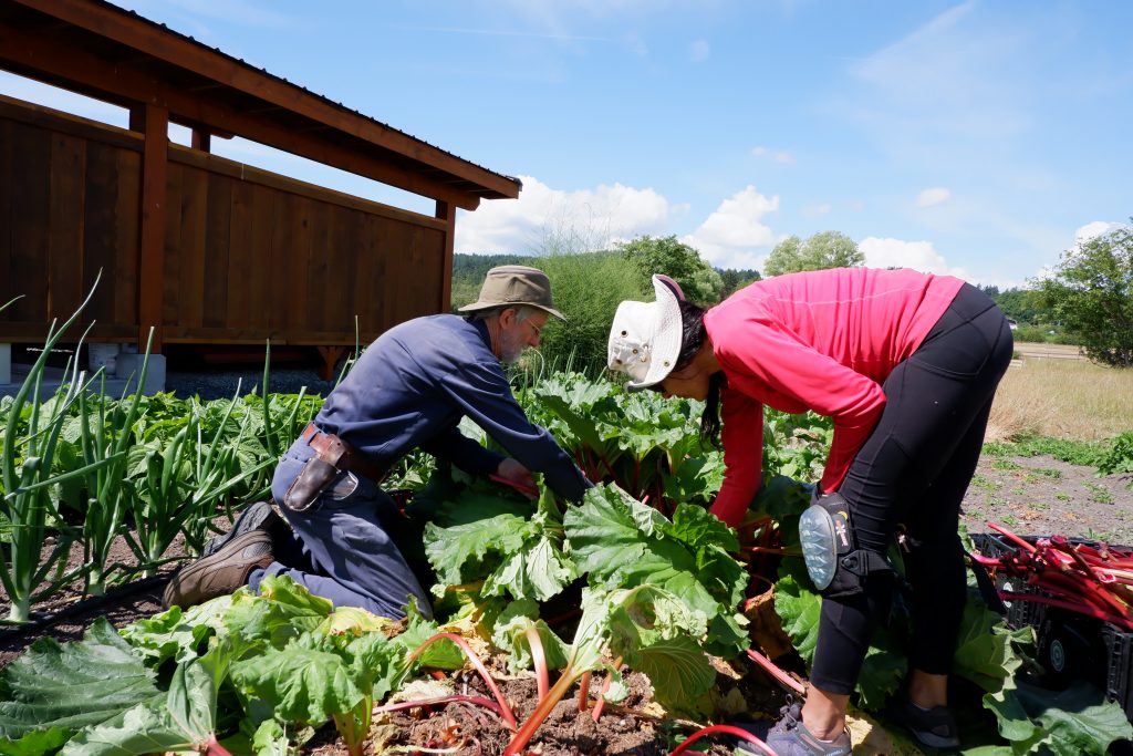 Two people crouched among tall rhubarb leaves in a field, as they harvest the stalks under clear blue skies.