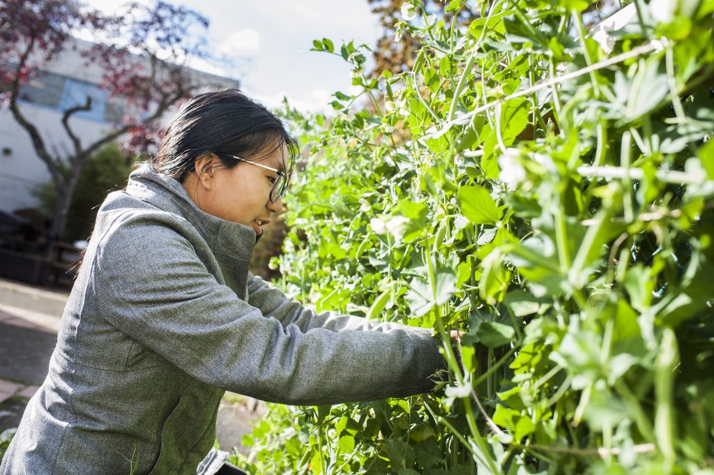 A person, pictured from the side, harvesting peas from their tall trellis.