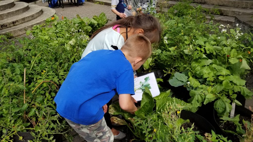 Two kids looking at a book while in big green garden bed, possibly identifying plants.