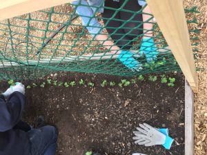 A bed of dirt with small seedlings being planted next to a fence so they can trail up.