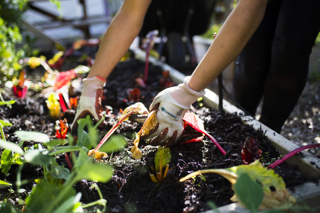 Hands in a garden bed, harvesting and cleaning up swiss chard.