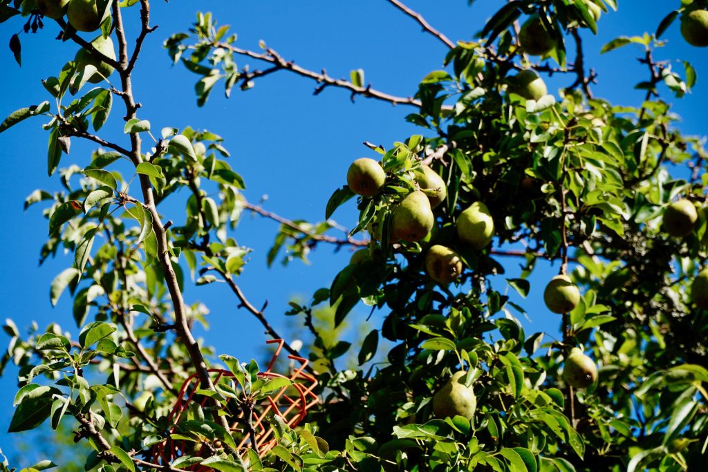 Small red picking cage reaching towards pears in a branch up high in a tree. 