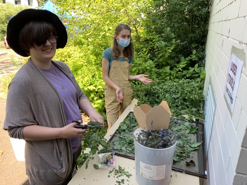 Two students cutting up buckets of herbs.