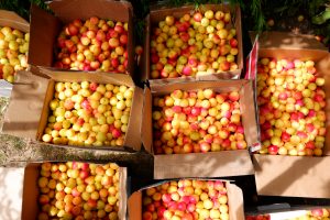 Several boxes full of ripe golden plums from the harvest