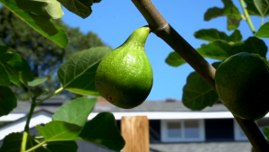 Fig on a branch, as it just starts to droop downwards as it ripens