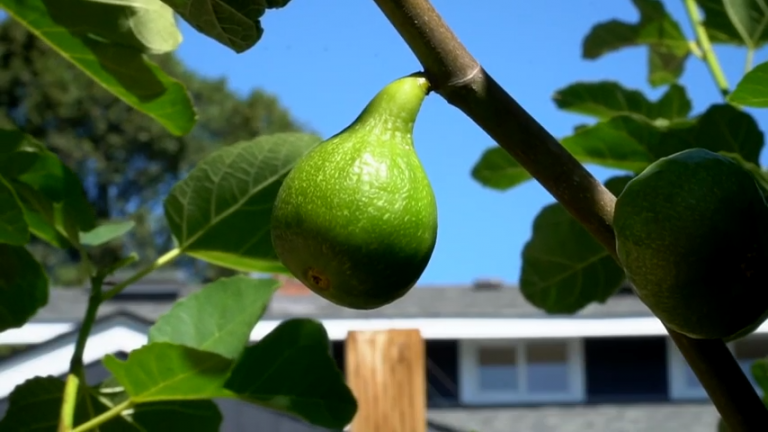 5 ways to tell your figs are ripe | LifeCycles Project – Victoria, BC