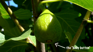 An image of a fig on a tree, with an arrow pointing towards the bottom bump of a fig with 'belly button' written next to it