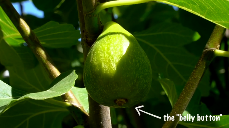 5 ways to tell your figs are ripe | LifeCycles Project – Victoria, BC