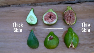 Three figs cut open and set in order of unripe to ripe, from a pale green to luscious pink on the inside