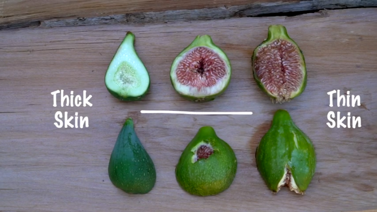 5 ways to tell your figs are ripe | LifeCycles Project – Victoria, BC