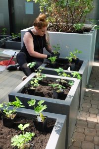 Seedlings being planted in the urban learning garden