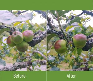 A before and after image displaying the difference between a cluster of fruit before thinning and after thinning