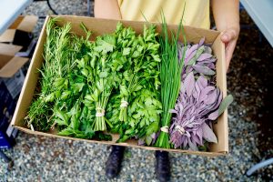 Tray of fresh herbs bundled nicely