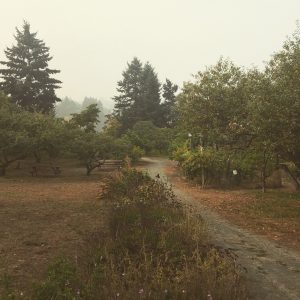 Welland Orchard clouded in a thick smoke from BC wildfires, seeming post-apocalyptic