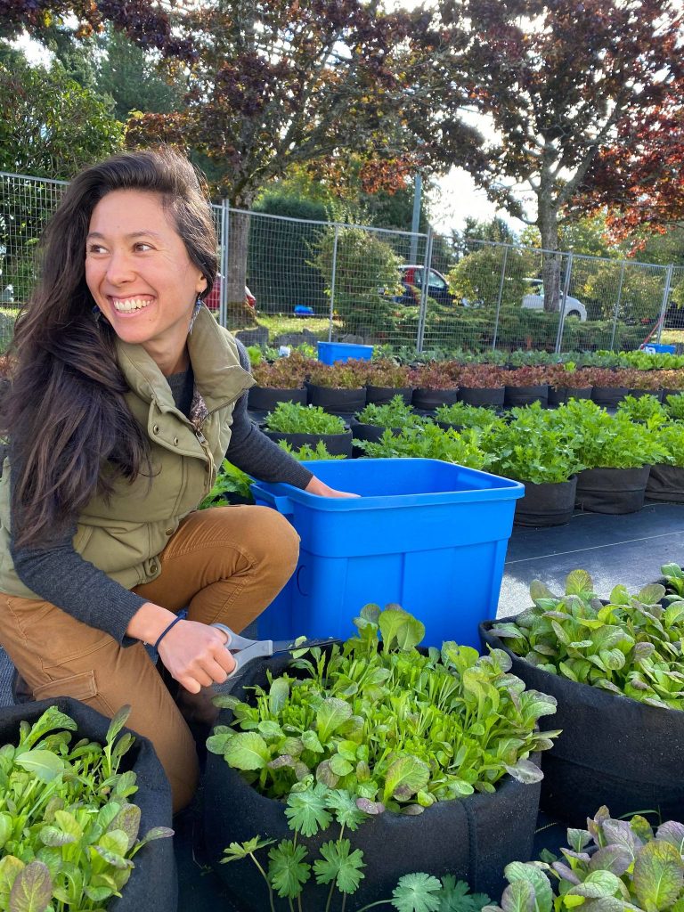 Person kneeling in front of leafy greens at a school microfarm, holding a pair of scissors, ready to harvest.