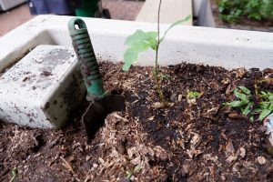 Shovel in the dirt next to freshly transplanted seedlings