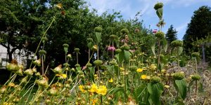 Native plants in the Welland Pollinator garden