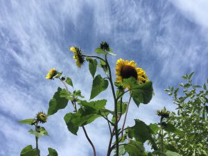 Multiple sunflowers in different stages of blooming, under a bright blue sky with bits of white clouds