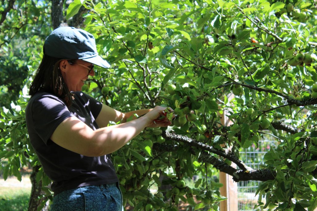 Rowen pruning at Welland Orchard