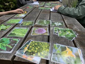 Set of plant images on a table as students look through them