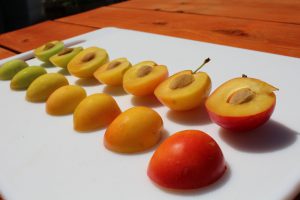 Row of plums ranging in ripeness by colour