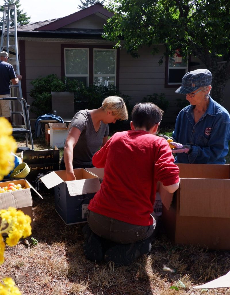 Three people sorting freshly picked fruit into cardboard boxes in a backyard.