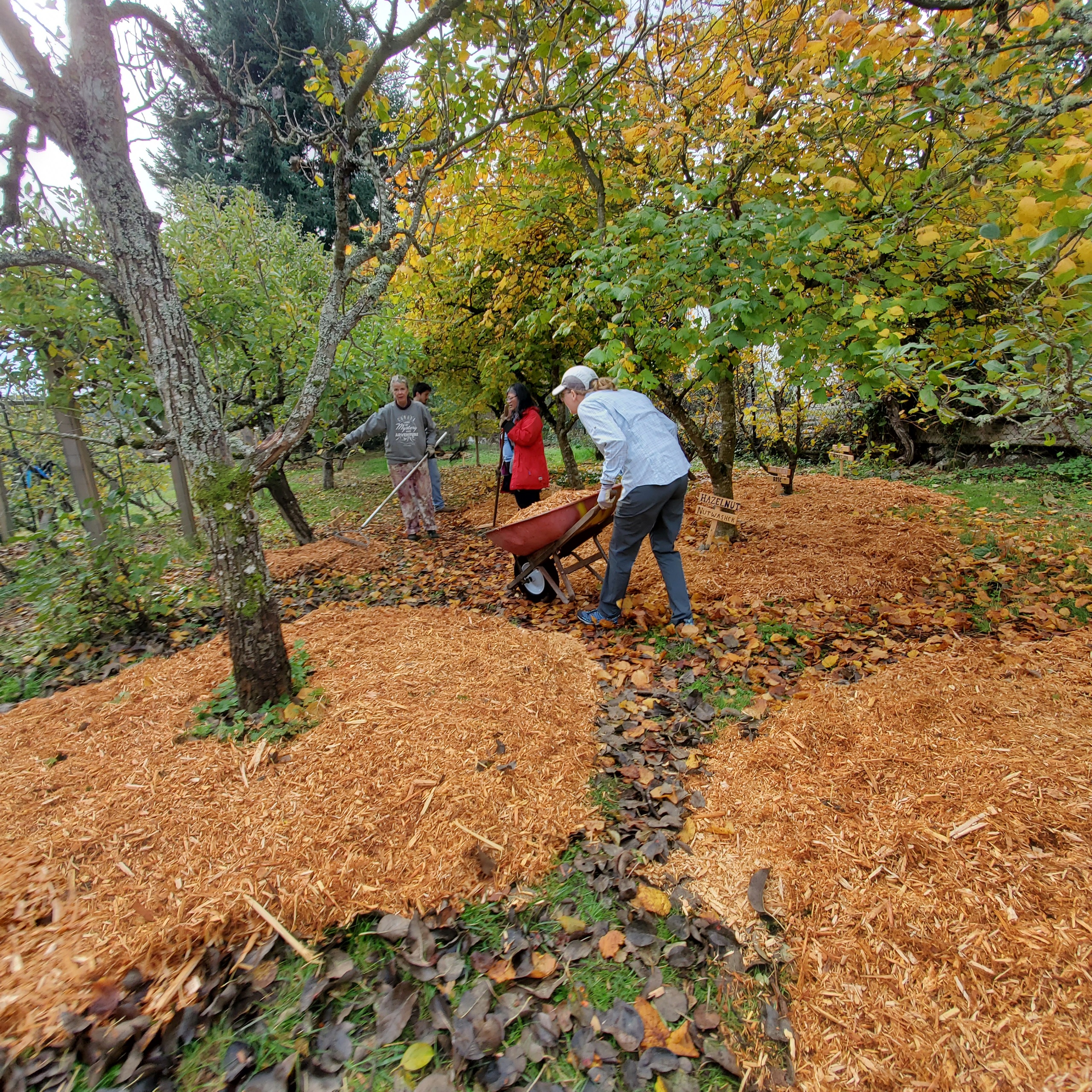 Three volunteers spreading mulch around fruit trees at Welland Community Orchard on an autumn day, with wheelbarrows and rakes.