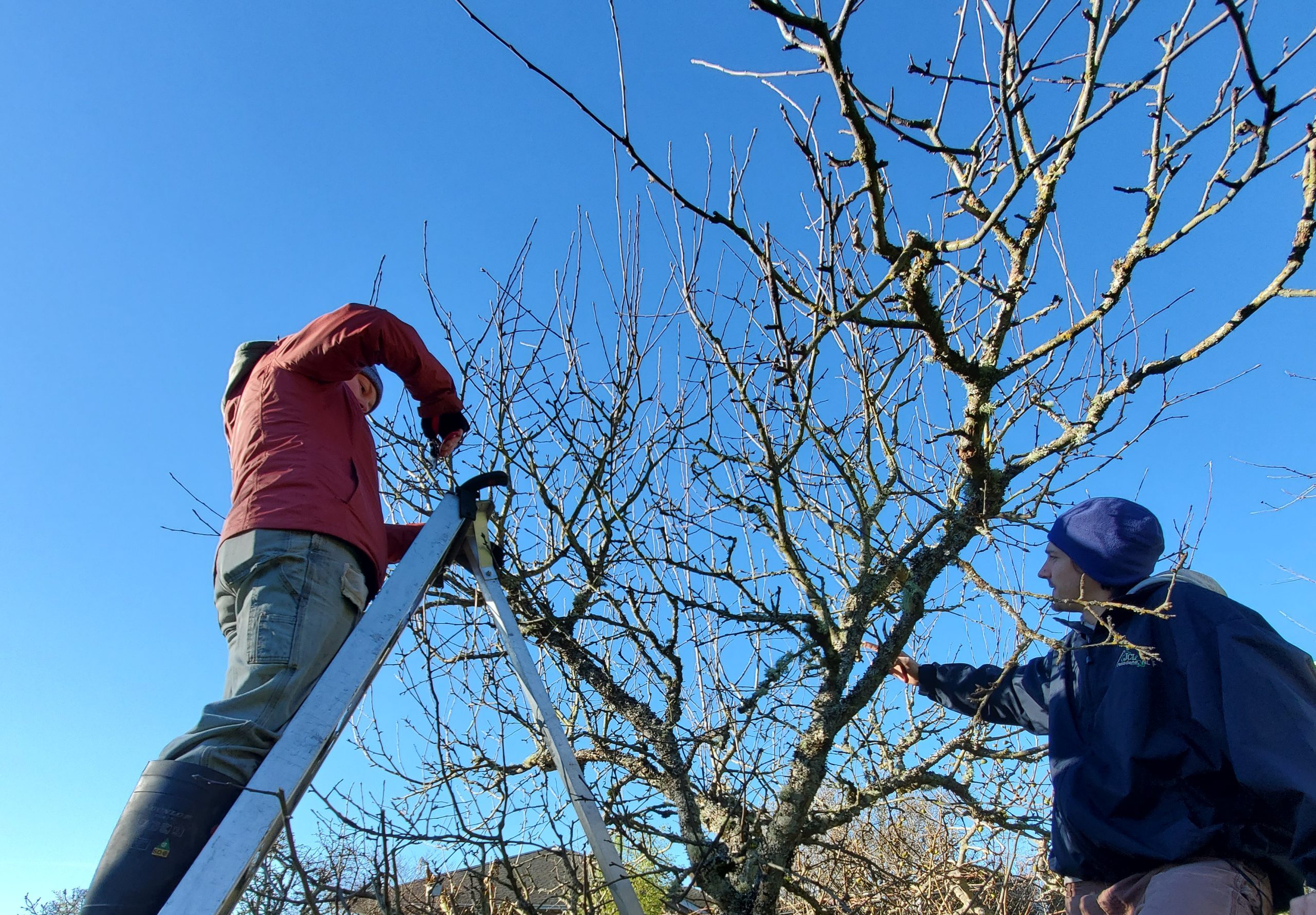 Two people pruning a bare fruit tree on a sunny winter day, one on a ladder reaching the upper branches and the other working from the ground.