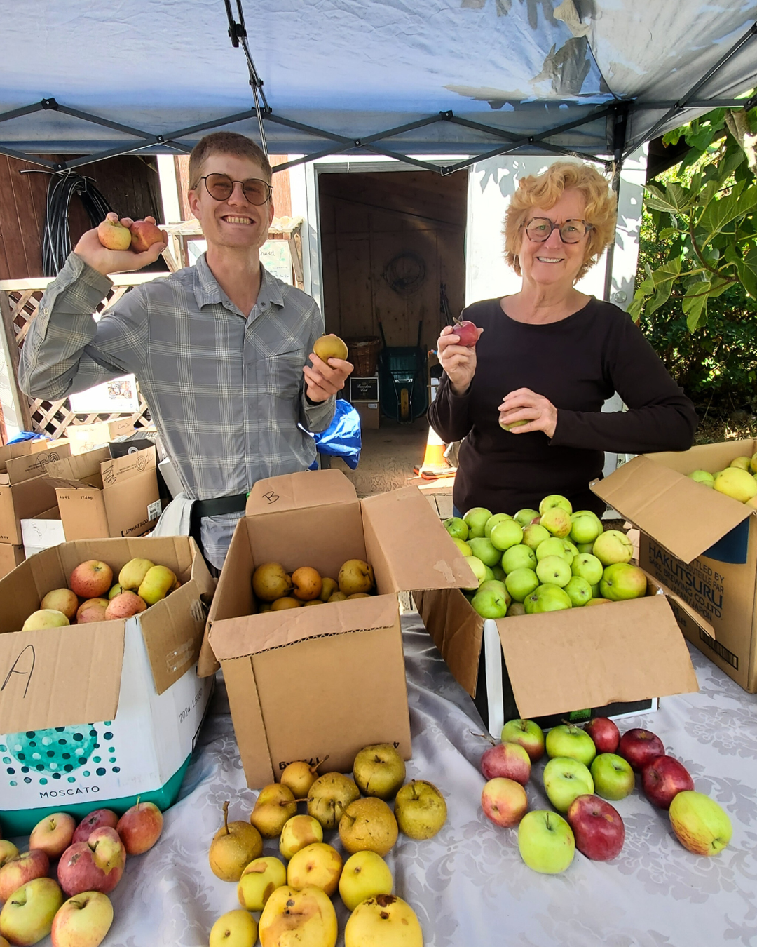 Two people standing in front of a table piled with apples in boxes and on the table.