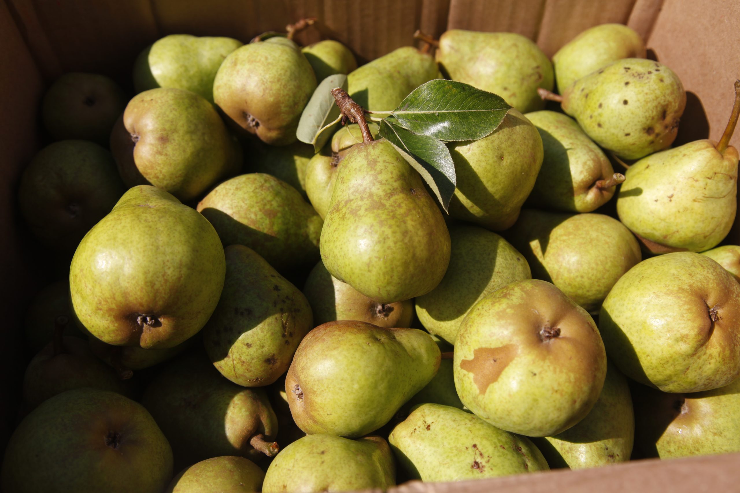 A cardboard box filled with freshly picked green pears