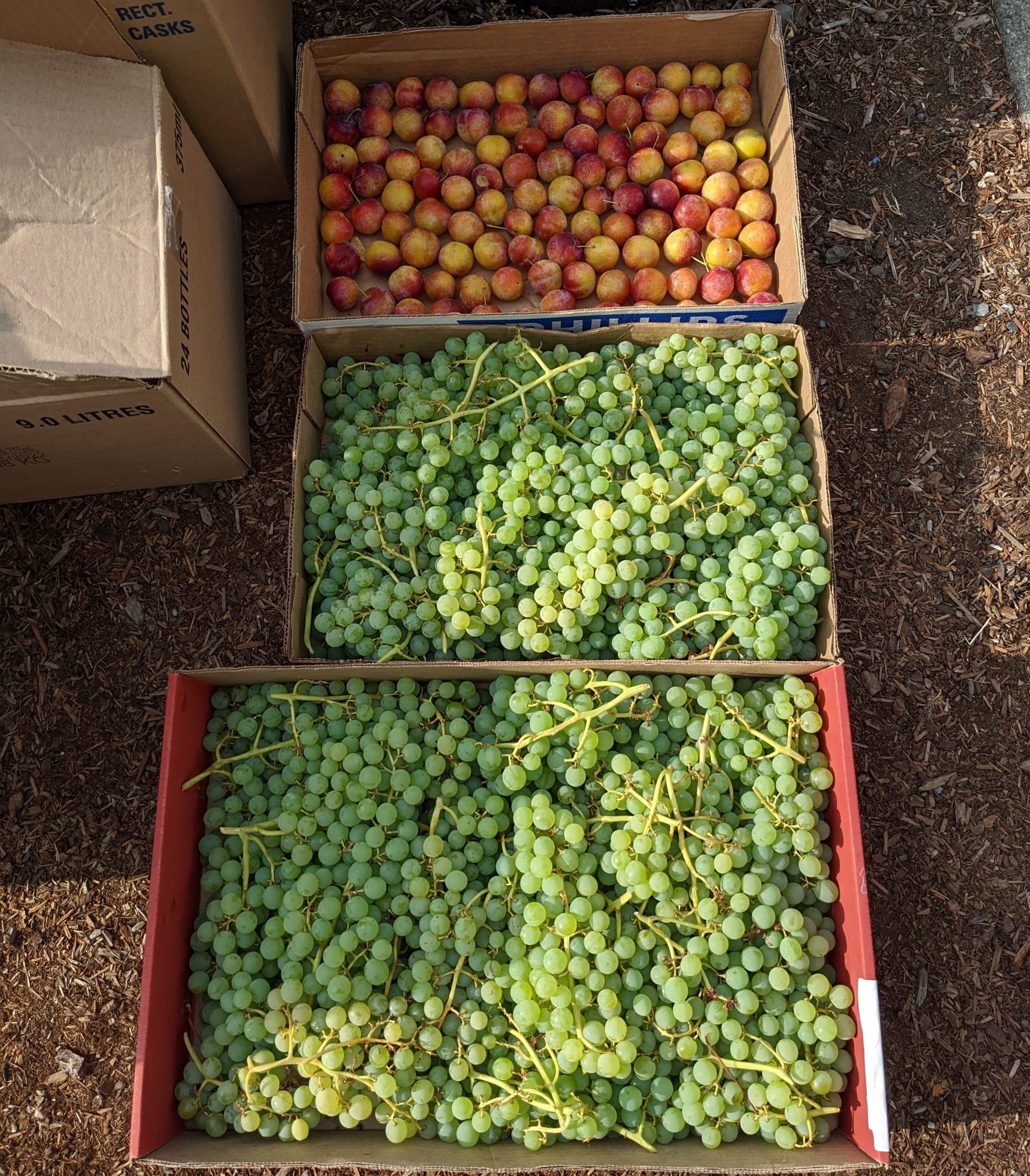 Three cardboard boxes filled with freshly harvested fruit, including two boxes of green grapes and one of red and yellow apples.