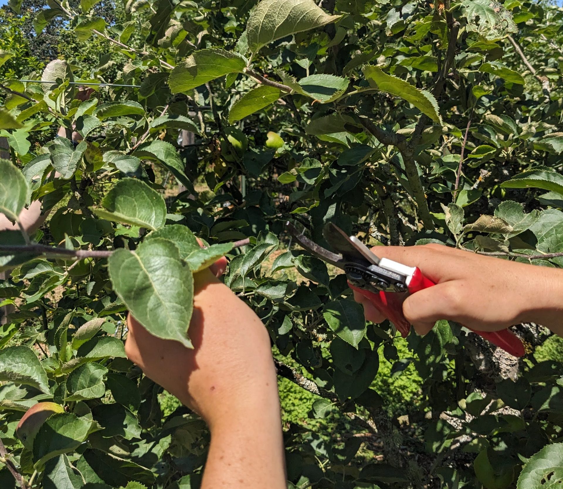 A pair of hands using red pruning shears to trim a leafy fruit tree branch.