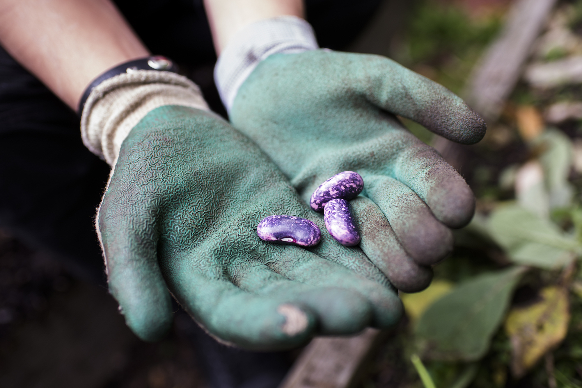 Cupped hands in green gardening gloves holding three purple speckled beans.