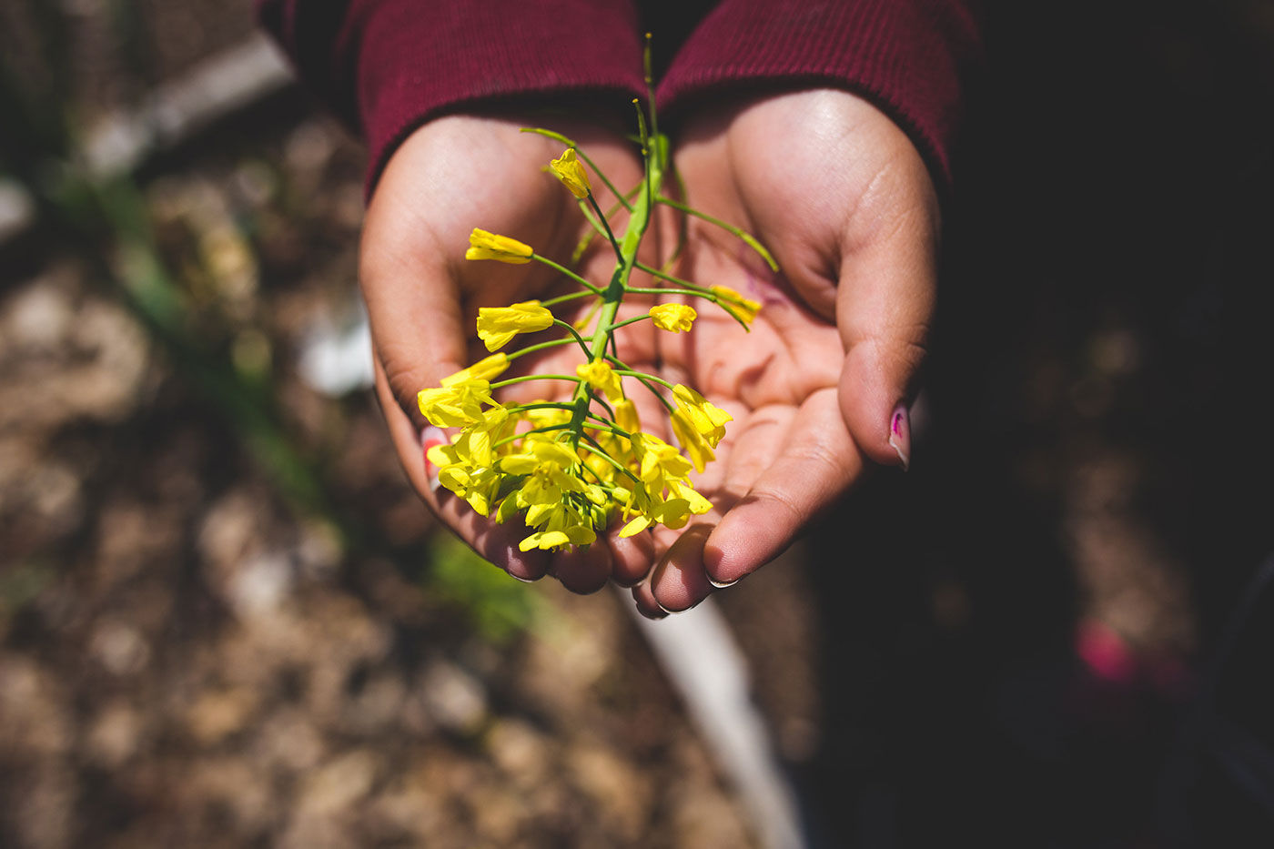 A pair of cupped hands holding a small cluster of bright yellow flowers on a green stem.
