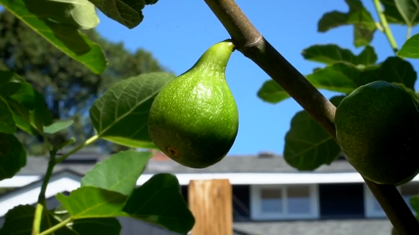 A green fig hanging on the tree.