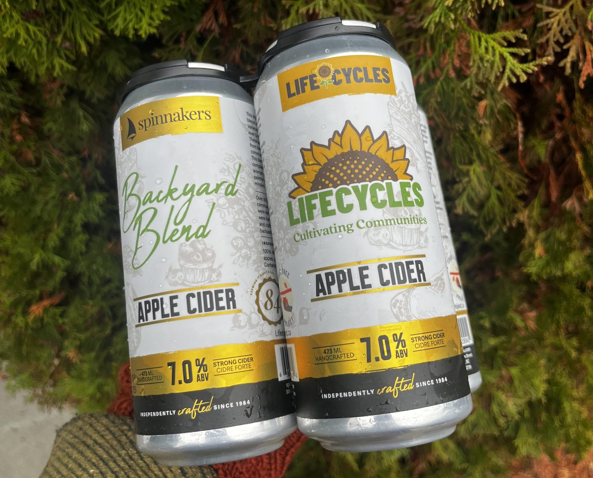 Two cans of apple cider held in front of green foliage, one branded Spinnakers "Backyard Blend" and the other LifeCycles, both 7% ABV.