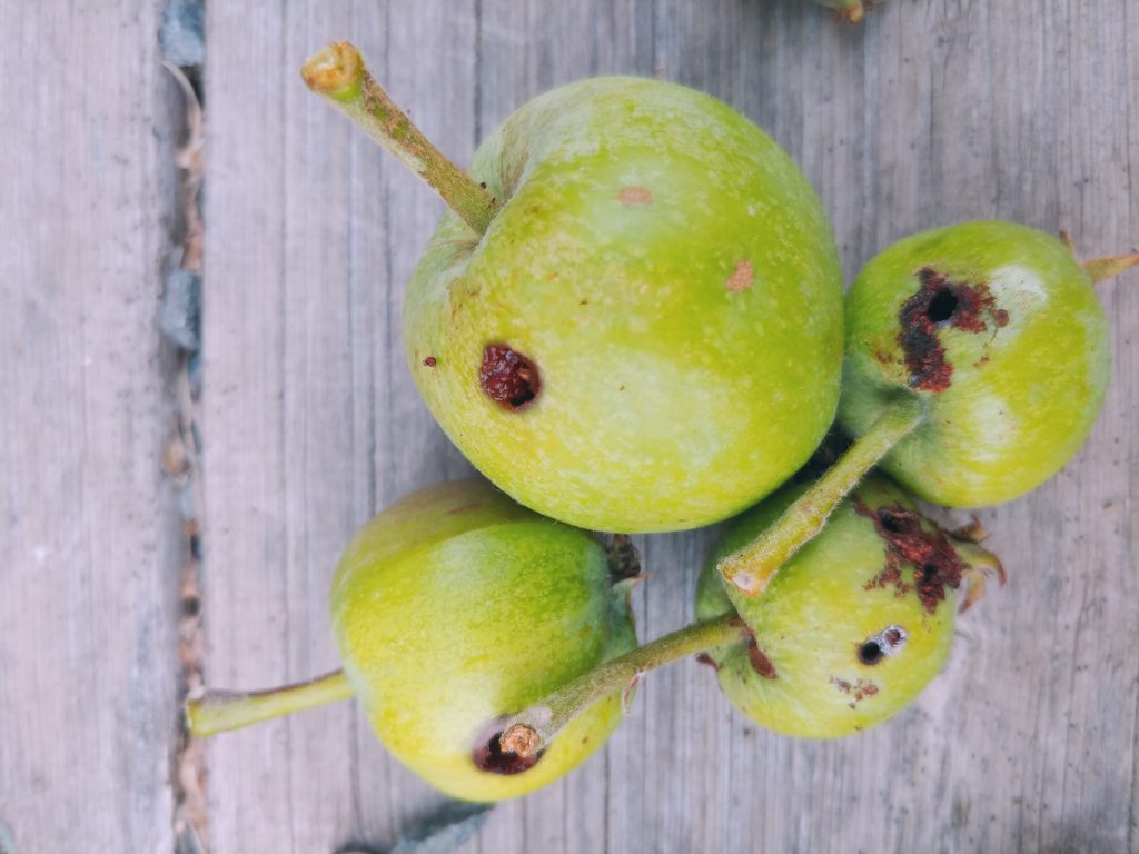 Four green apples on a wooden surface showing signs of codling moth damage, with small dark holes and brown spots on their skins.