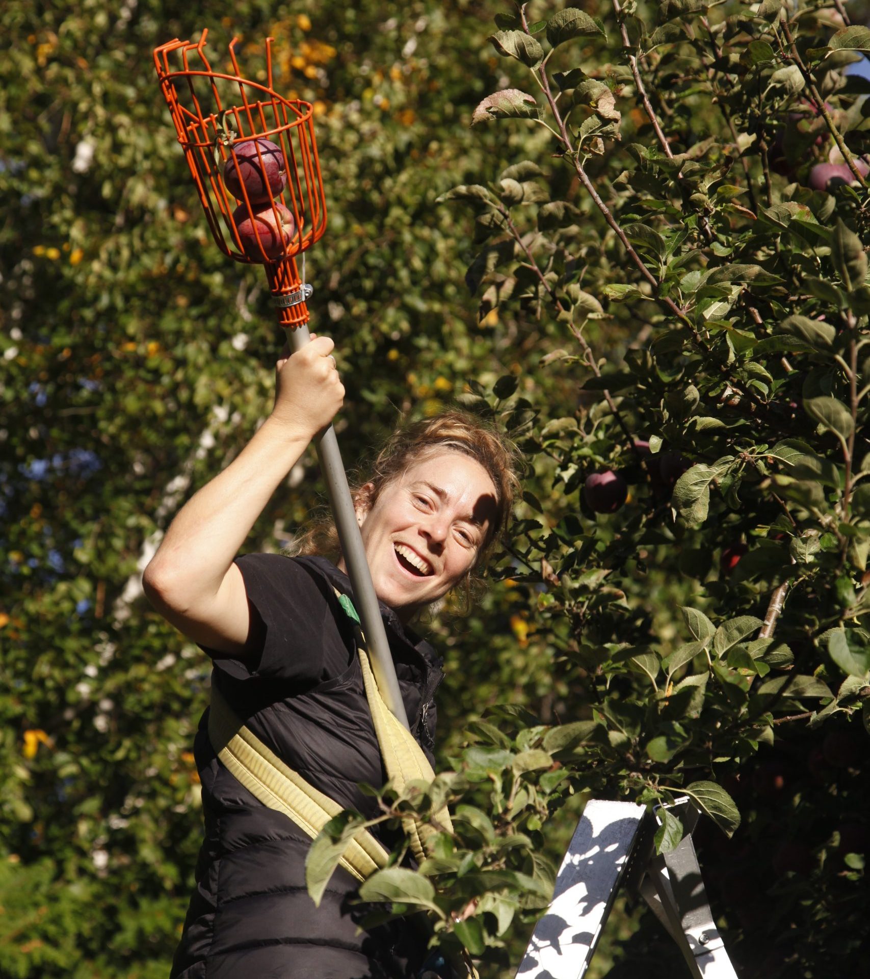Lifecycles volunteer picking fruit